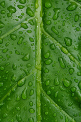 folha tropical de guaimbé com gotas de água da chuva 
