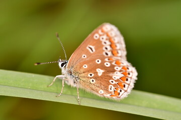 butterfly on leaf