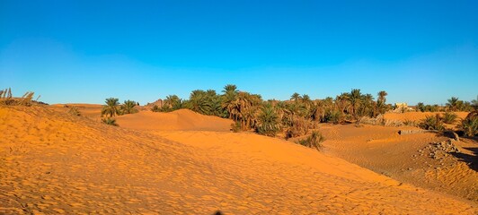 Fototapeta na wymiar A sweeping panorama captures the oasis nestled in the midst of fine sandy desert, with agricultural fields stretching at the base of palm trees beneath a partly cloudy blue sky in Timimoun, Algeria.