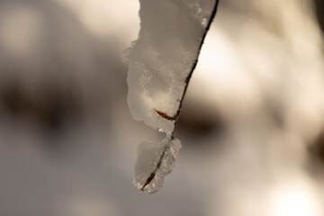 vista macro di un sottile ramo di un albero e alcune piccole gemme, parzialmente coperto dalla neve, illuminato in controluce dal sole, su sfondo completamente sfocato e con variazioni di luci e ombre