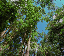 Tropical Forest inside a small village in Chiang Rai Thailand