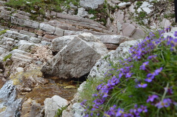 flowers on the rocks