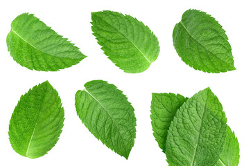 Mint leaf isolated clipping path - obrazy, fototapety, plakaty