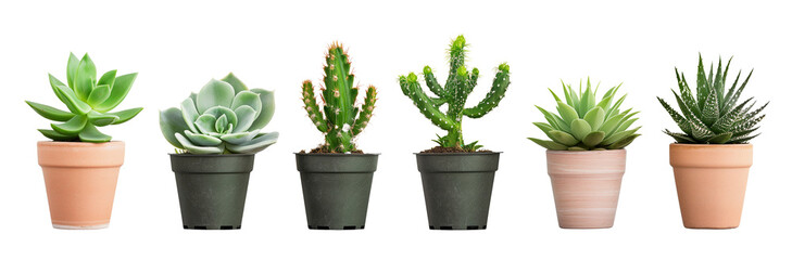 Succulents, cacti isolated on transparent or white background, png