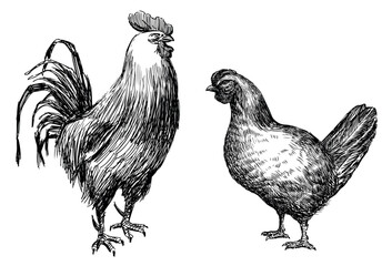 Hand drawing of standing big domestic cock and young hen, farm birds, vector illustration isolated on white - obrazy, fototapety, plakaty