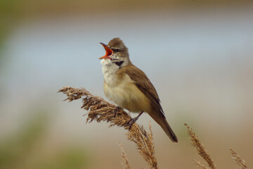 Great Reed Warbler in a natural environment
