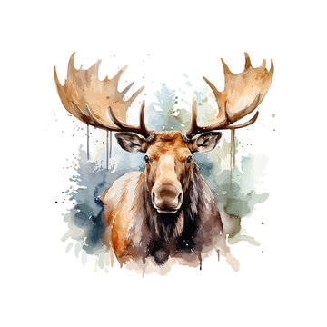Watercolor moose clipart for graphic resources