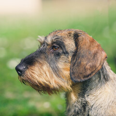 Portrait of young dachshund. Left profile of of standing still hunting dog.