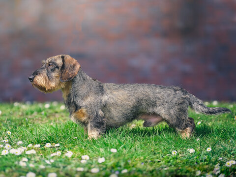 Portrait of young dachshund. Left profile of of standing still hunting dog