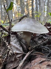 mushrooms in the forest