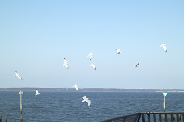 Seagulls in flight