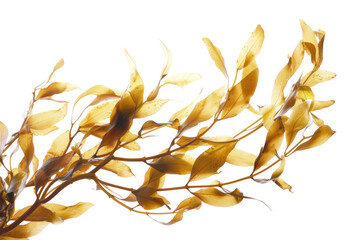 Waving kelp seaweed isolated on transparent white background.