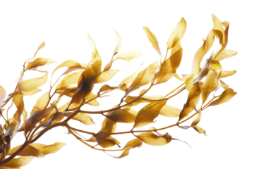 Waving kelp seaweed isolated on transparent white background.