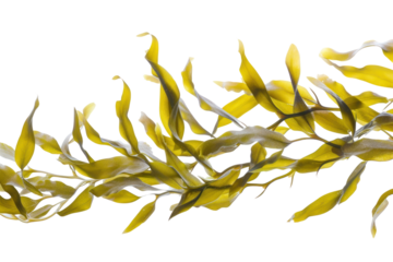 Waving kelp seaweed isolated on transparent white background.