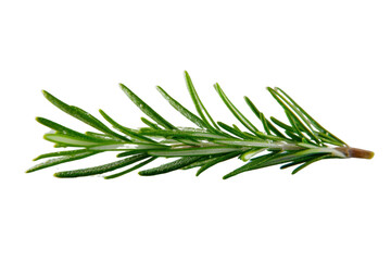 Fototapeta premium rosemary leaf herb Fresh rosemary spices isolated on transparent background.
