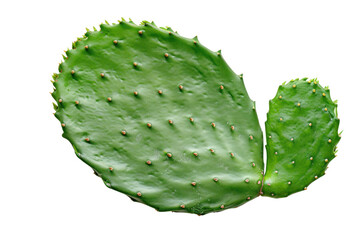 Thornless green cactus leaves (Opuntia ficus-indica). Cactus isolated on transparent background.