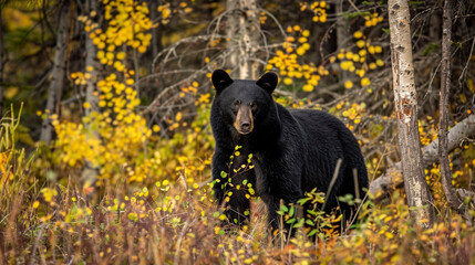 Obraz premium Black Bear Exploring the Autumn Forest, Golden Colors