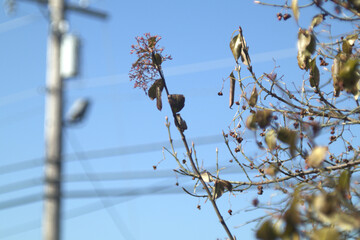 Plants and Powerline