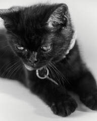 baby black cat