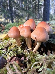 sunshine on a beautiful group of mushrooms in the forest