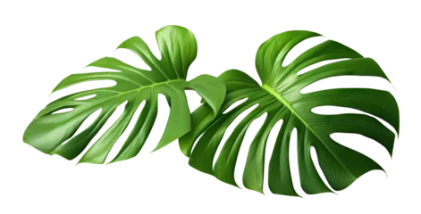 Stickers pour porte Monstera Tropical monstera leaves, cut out