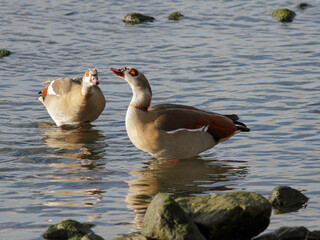 Egyptian geese on the river
