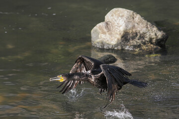 Cormorant in flight