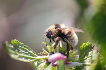 European bee sucking pollen and nectar