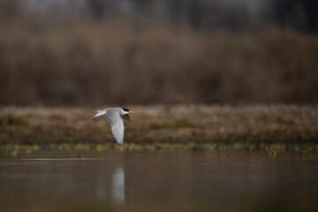 River tern 
