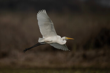 Great Egret Flying 