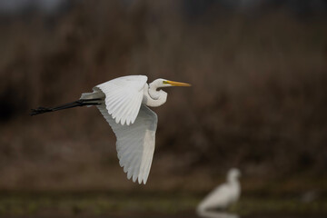 Great Egret Flying 