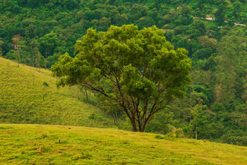 Fototapeta na wymiar Trees on the hillside at vagamon, kerala