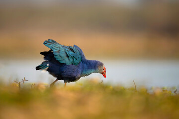 Grey-headed swamphen in wetland in Evening 