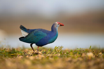 Grey-headed swamphen