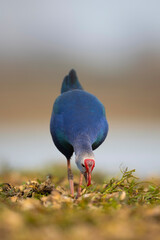 Grey-headed swamphen Closeup 