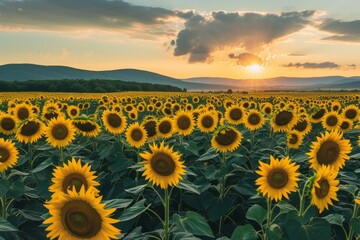 A Large Field of Sunflowers With a Sunset in the Background