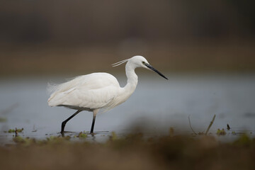 Little Egret in Lakeside 