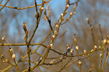 tree branches full of small buds