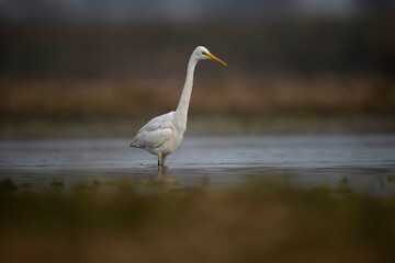 Great Egret in Lake 