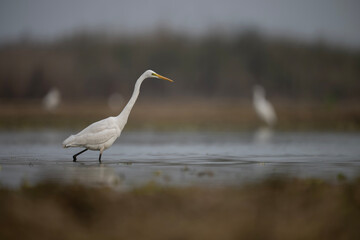 Great Egret Fishing in Lakeside 