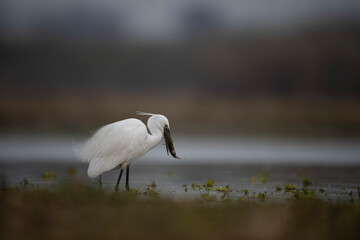 Little Egret Fishing in Lake 