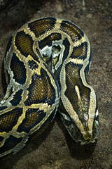 Python bivittatus with close up on its head and skin pattern