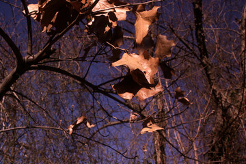 Autumn leaves in the sun