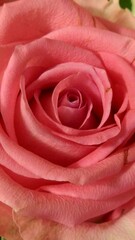 pink rose close up from above