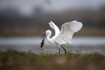 Little Egret Dropping fish