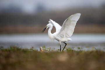 Little Egret Fishing 