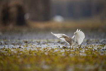 Indian Pond heron in Wetland  - 740974441