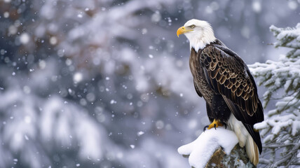 Majestic Eagle Perched High, A Winter Scene