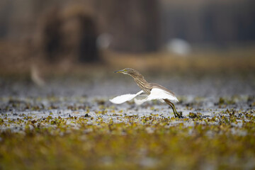 Indian Pond heron in Wetland  - 740974491