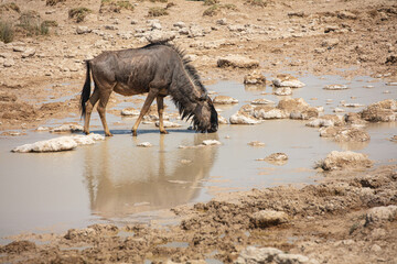 Blue Wildebeest (Connochaetes taurinus) drinking from a muddy waterhole, Etosha National Park in...